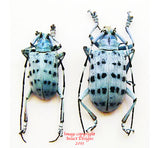 Pseudomyagrus waterhousei (Malaysia)